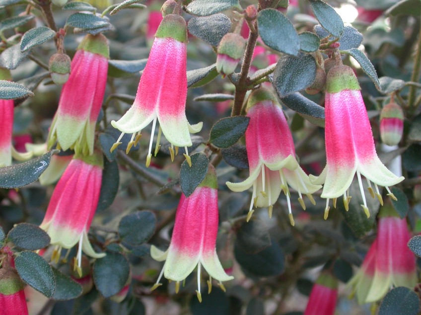 Correa 'Canberra Bells'