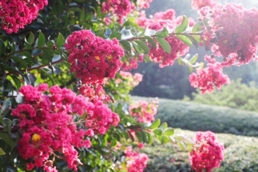 Crepe Myrtle