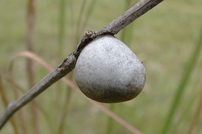 Bug Watch: Cup moth