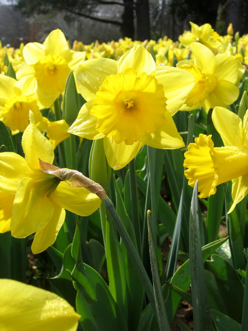 Potted: Daffodils