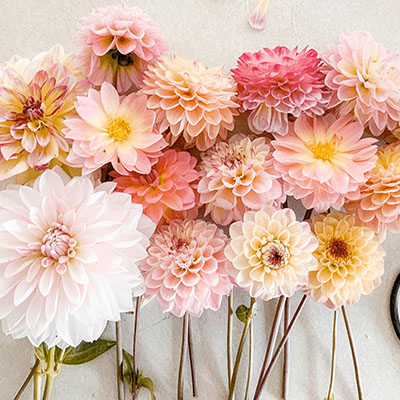 In your garden: October