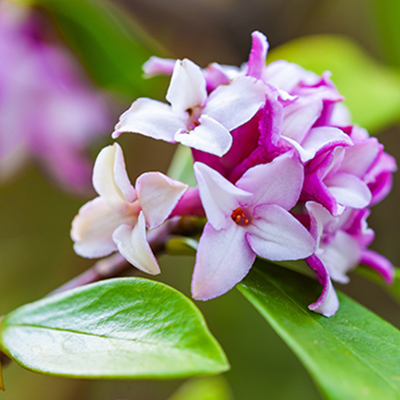 3 must-have perfumes for winter