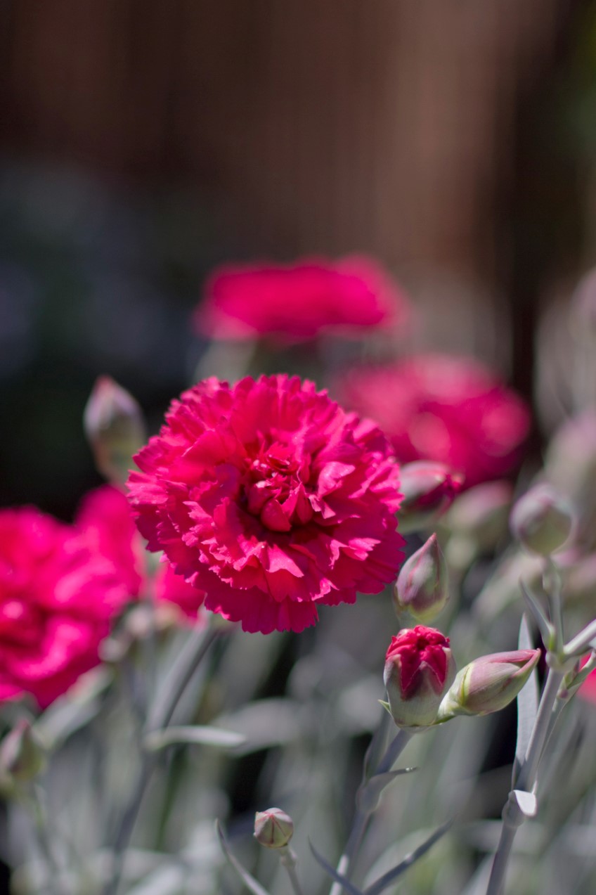 Potted: Dianthus