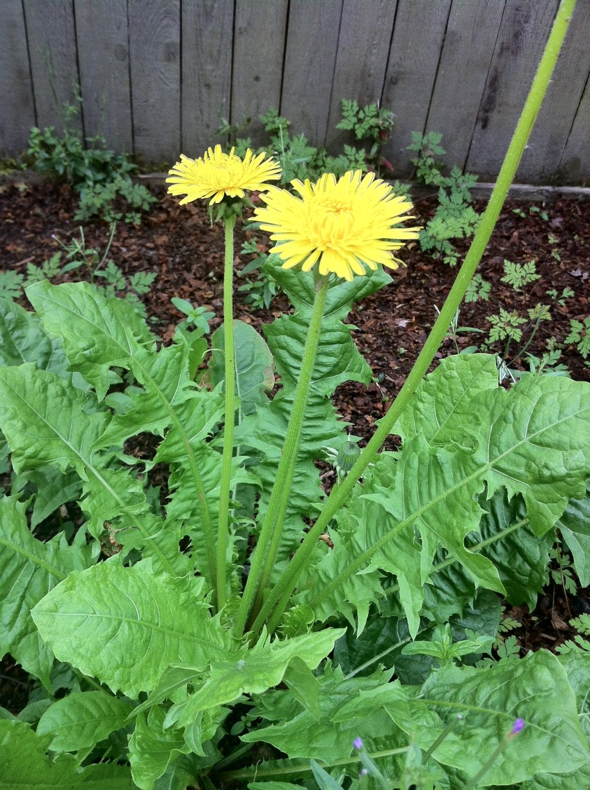 Edible Weeds