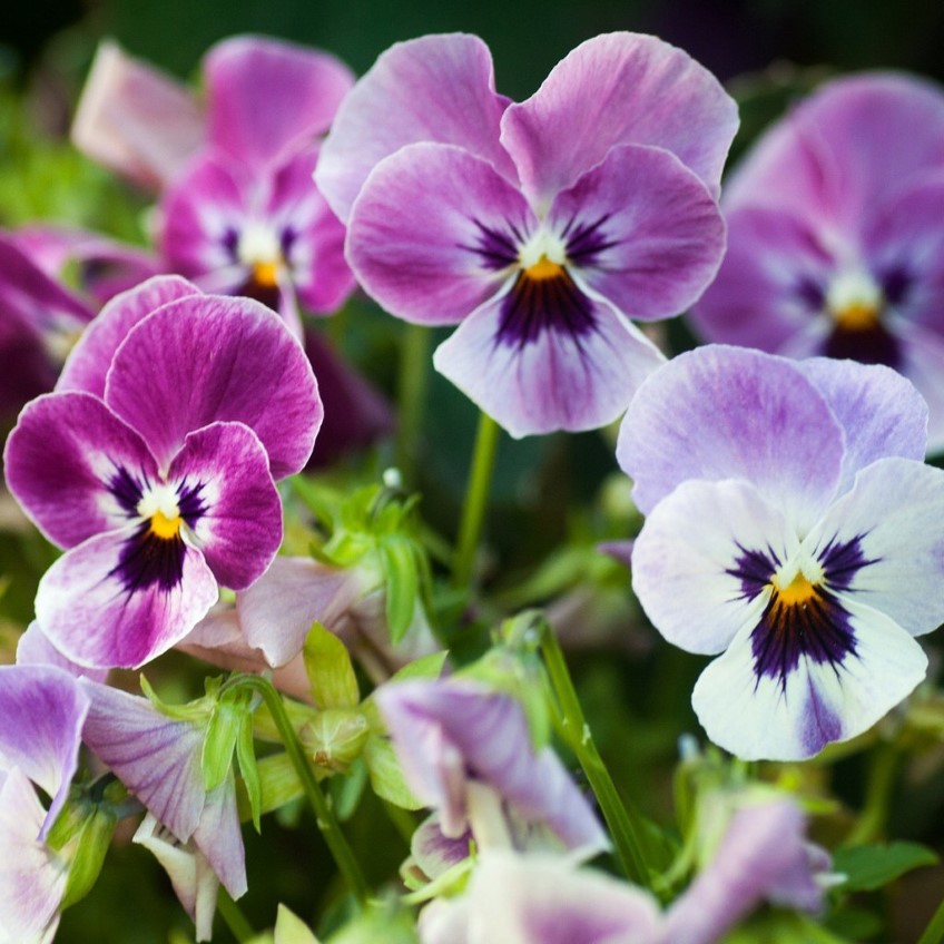 The List: Top 5 Edible Flowers