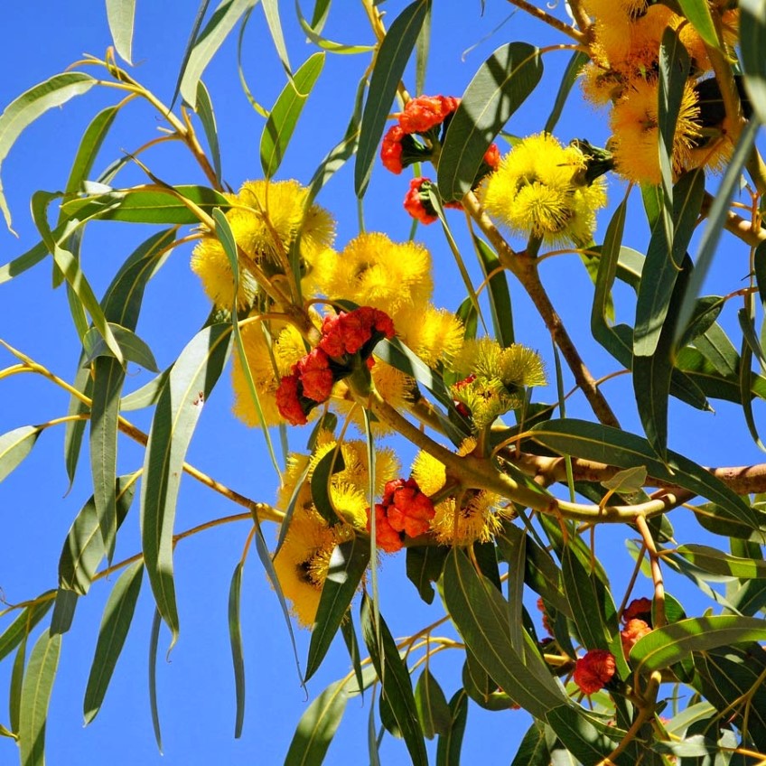 Illyarrie, Red Capped Gum