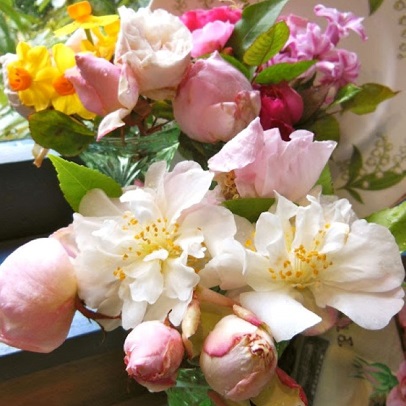 Fragrant Camellias