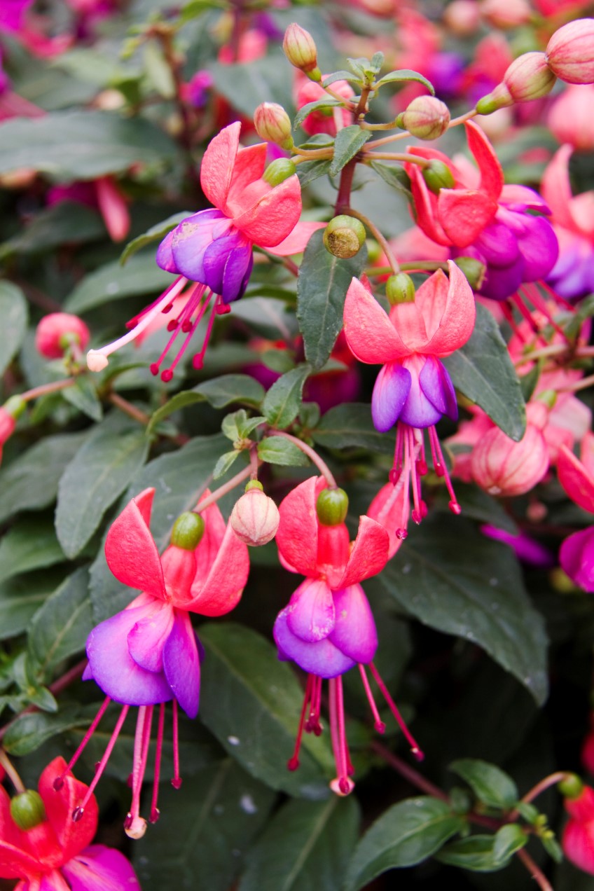 Fuchsias