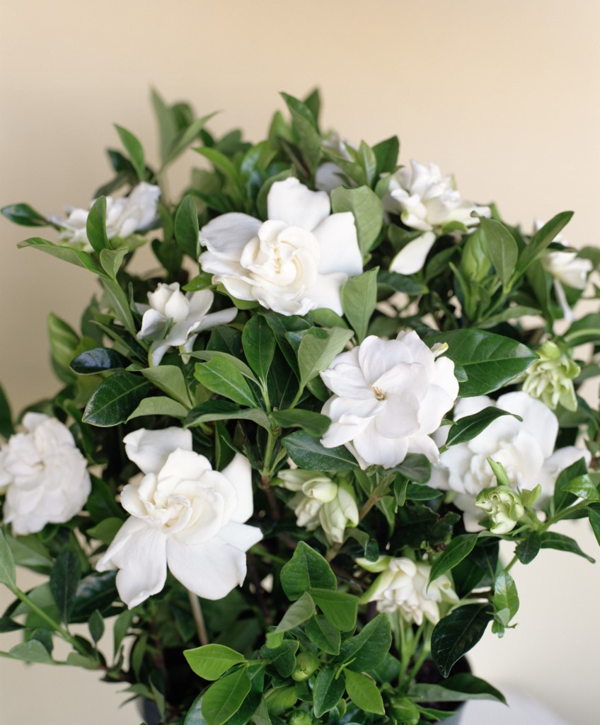 Potted: Gardenia 'Florida'