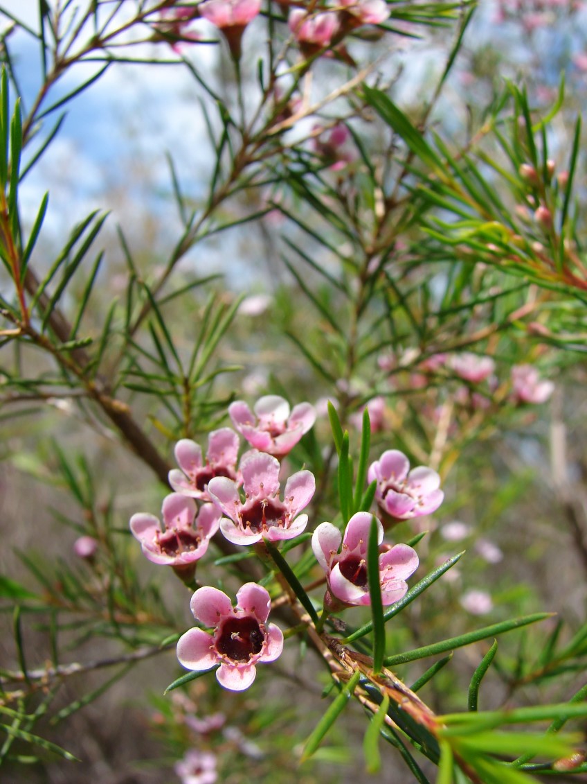 ​Geraldton Wax