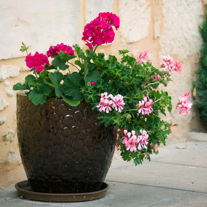 How to: grow amazing geraniums