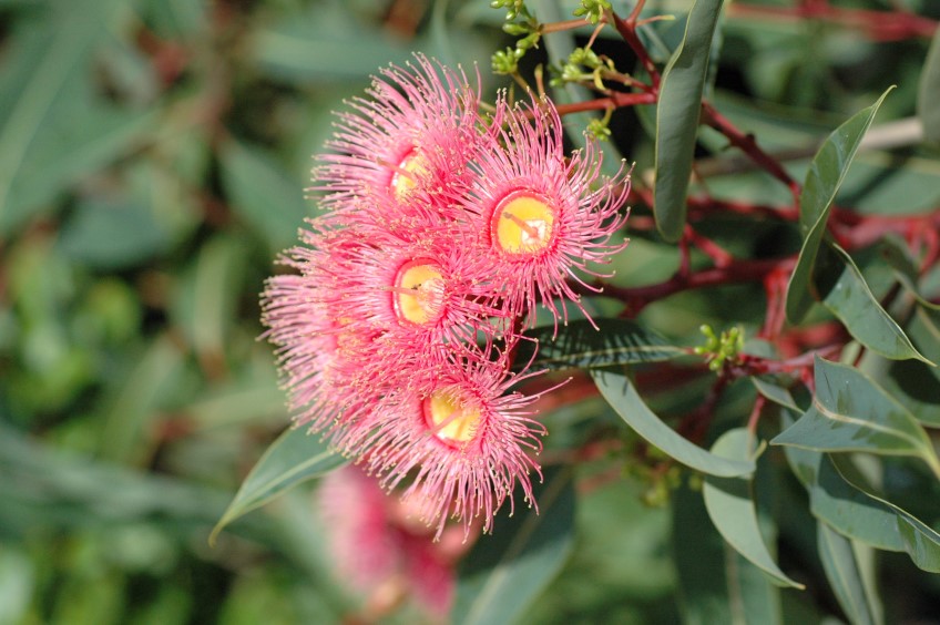 Flowering Gums