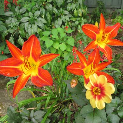 Star of the season: Daylilies