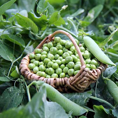 Tasty Spring Fresh Snap Peas