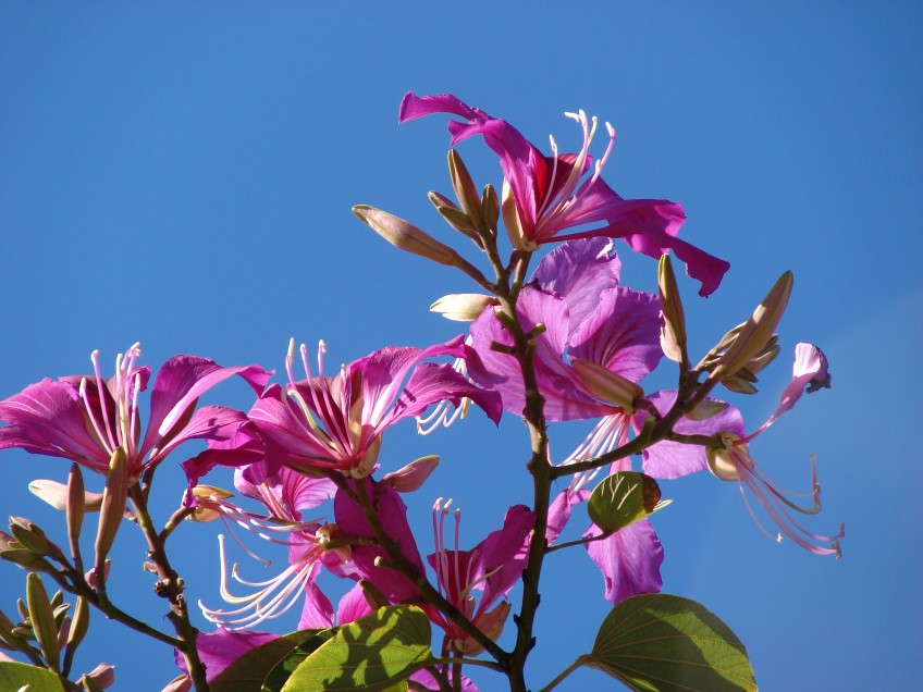 Hong Kong Orchid Tree