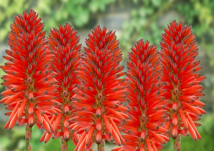 South Africa's best plants
