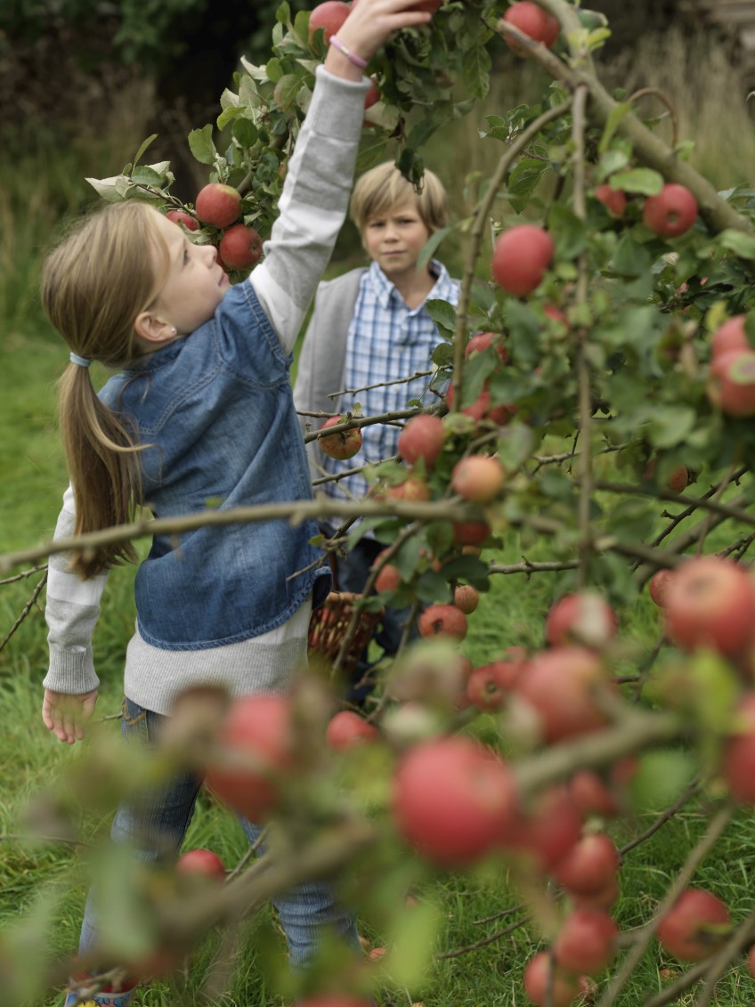 How to: care for deciduous fruit trees