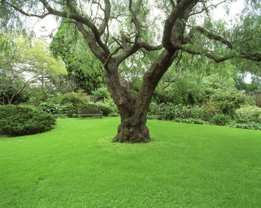How to: care for lawns