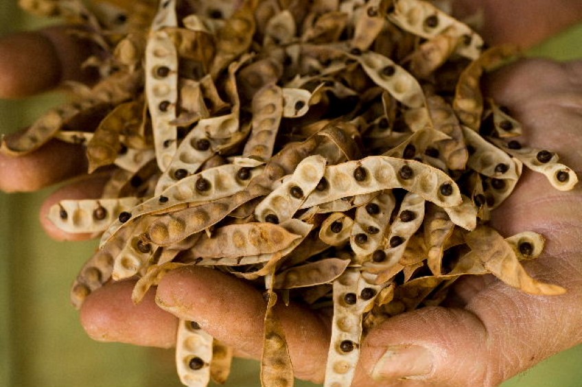 How to: cook with wattleseed