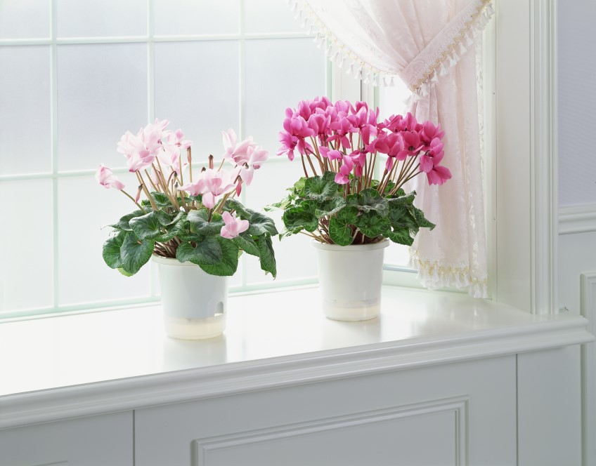 How to: entice a cyclamen to flower again