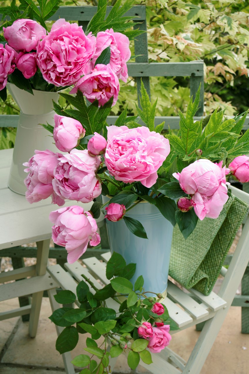 How to: enjoy peonies