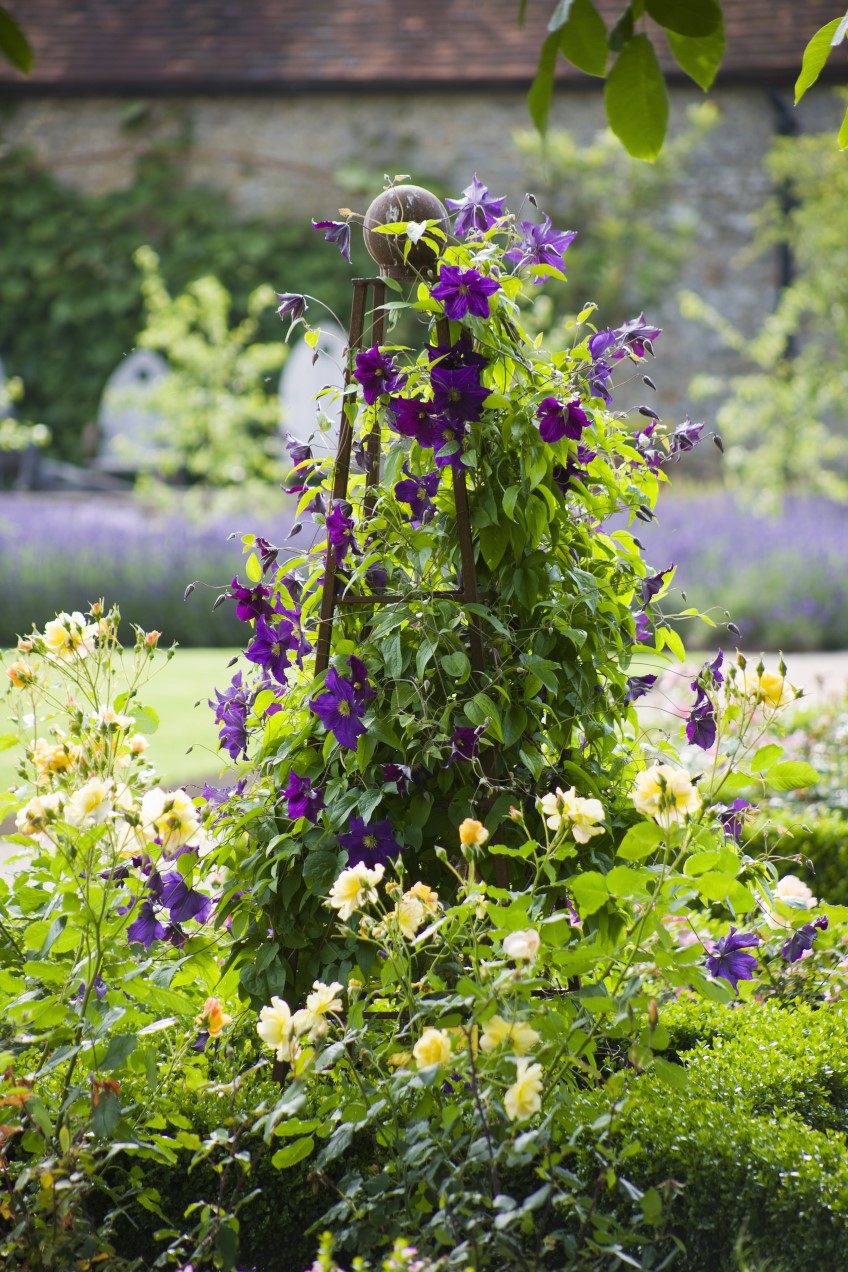 How to: grow clematis