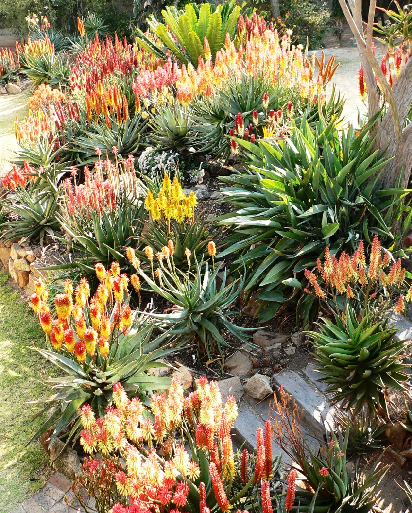How to: grow aloes