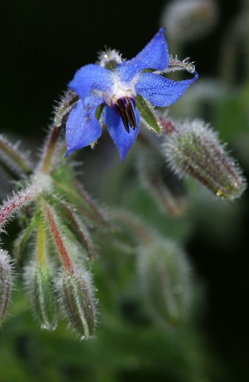 How to: grow borage