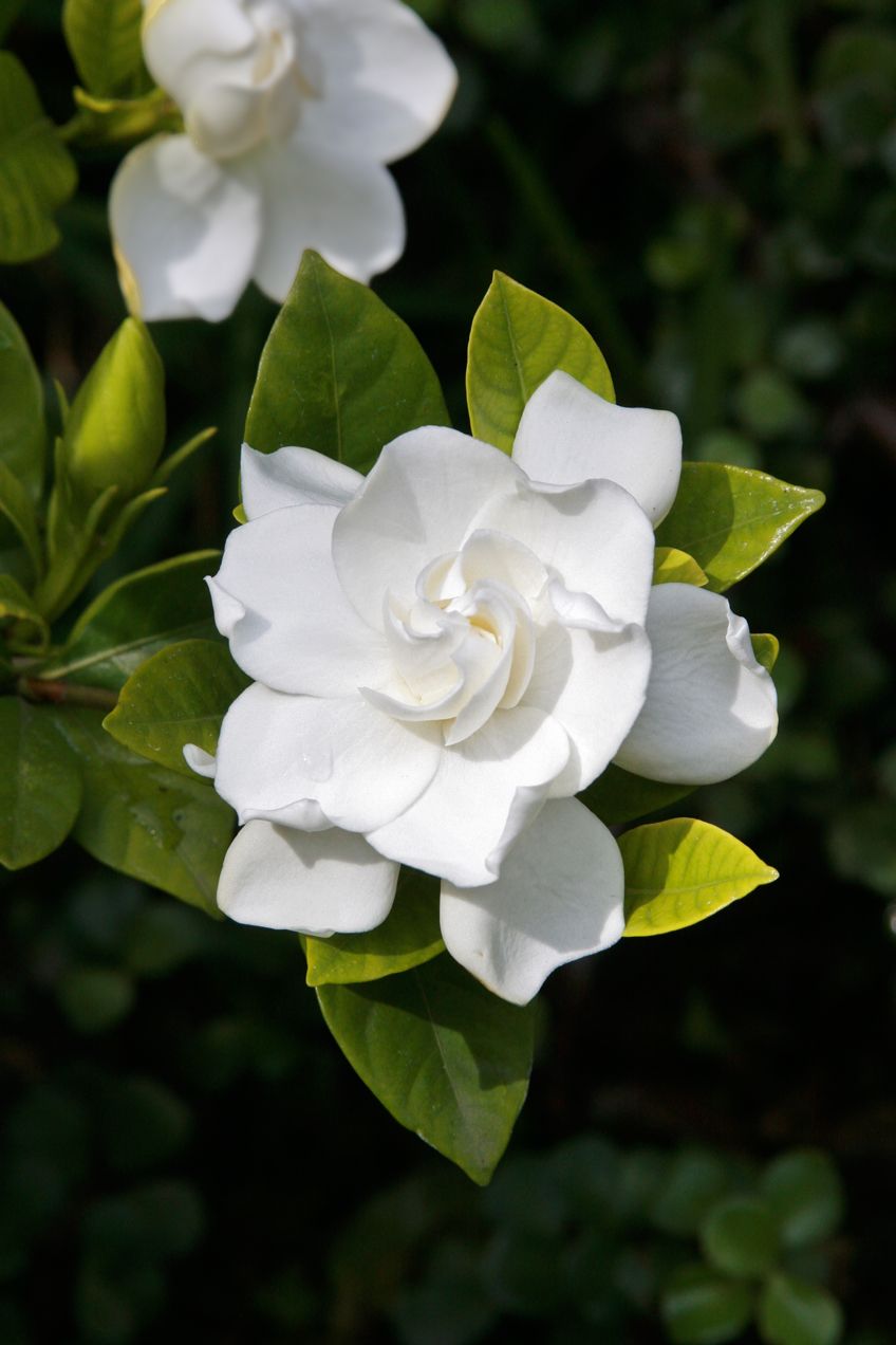 How to: grow gorgeous gardenias