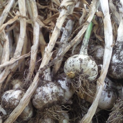 How to: grow garlic