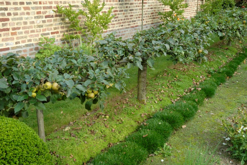 How to: grow stepover apples