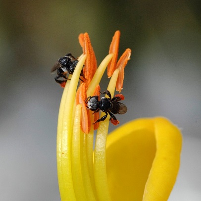 How to: keep native bees