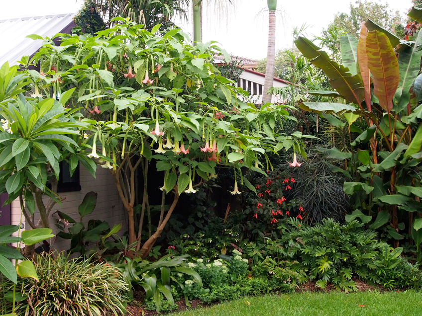 How to: prune angels trumpet