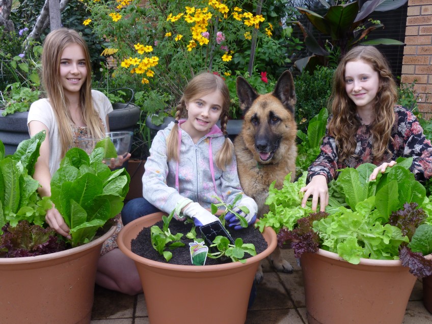 How to: grow a salad bowl