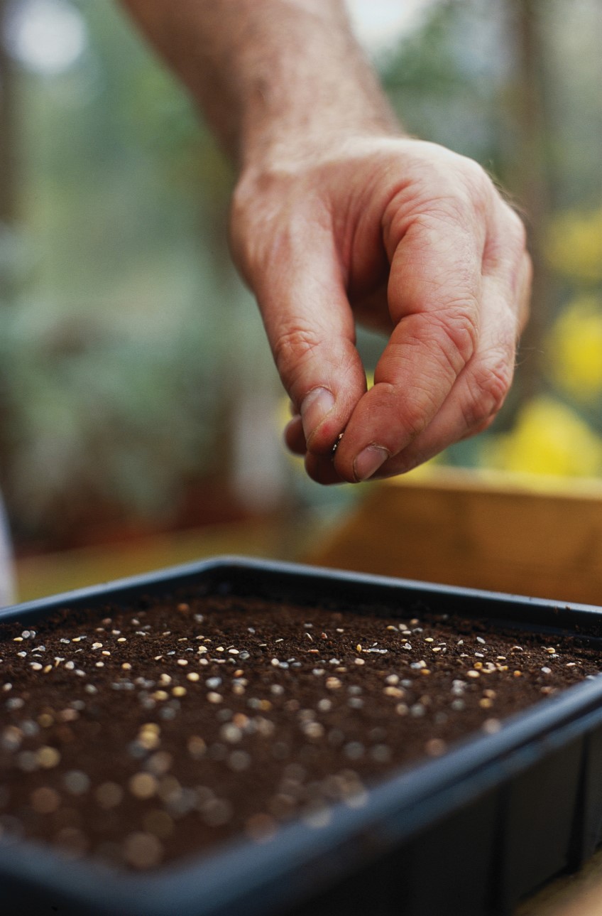 ​How to: sow seed indoors