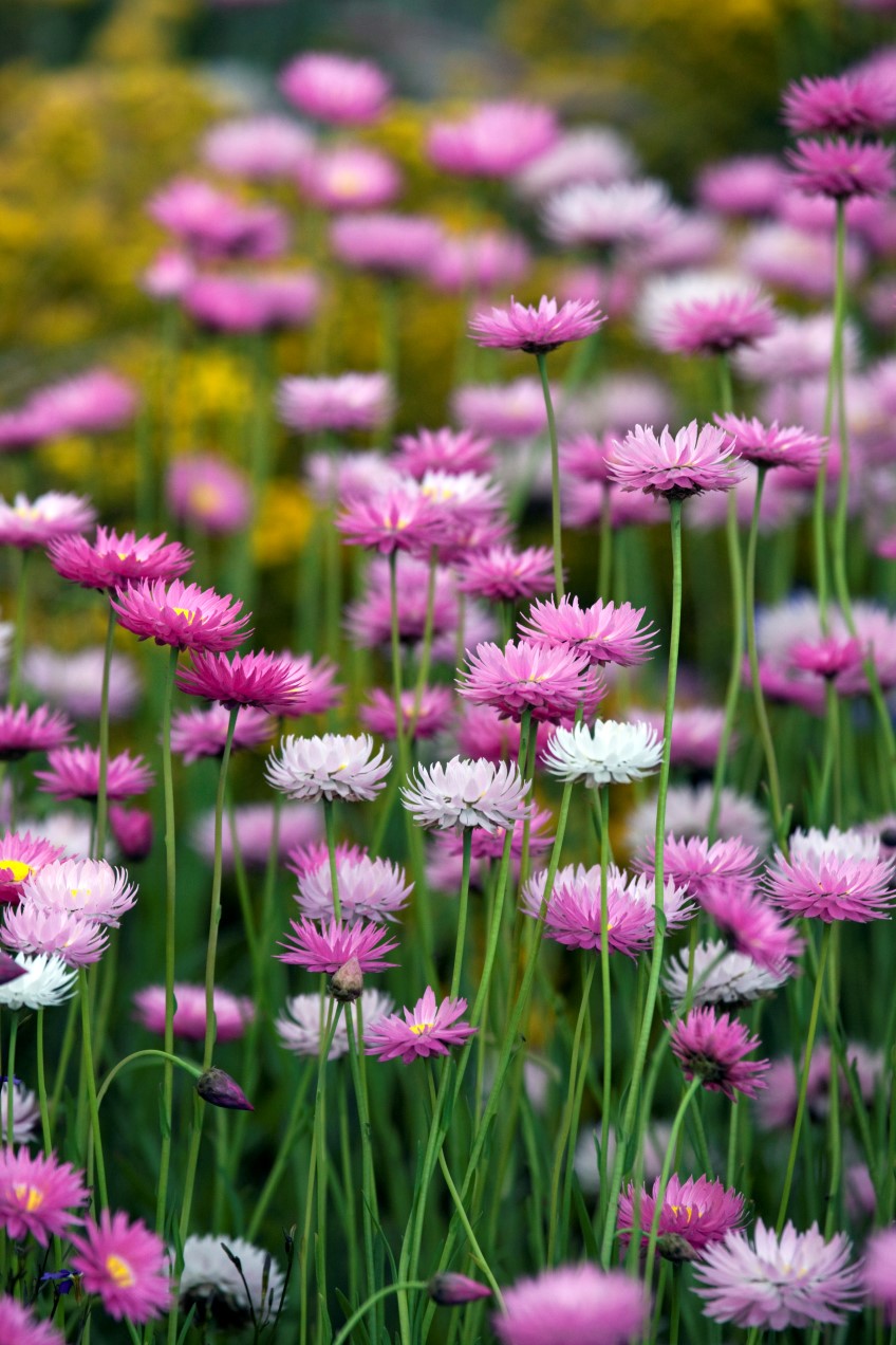 How to: sow wildflowers