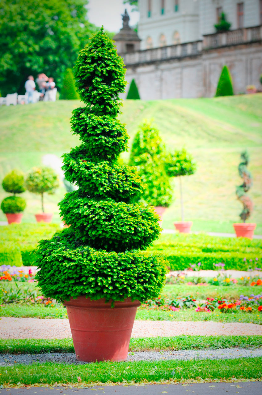 How to: make a spiral topiary
