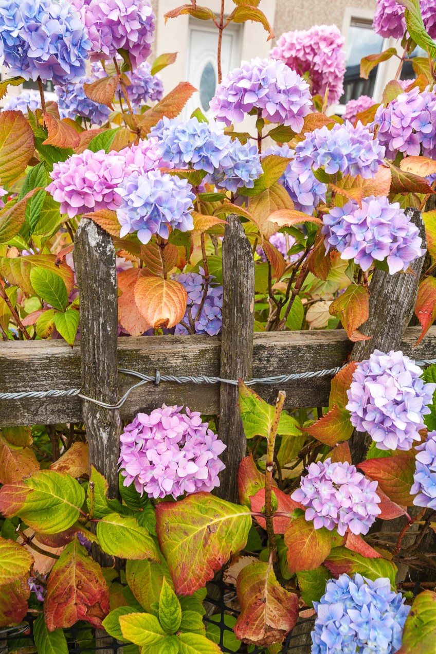 How to: grow hydrangeas