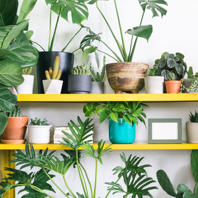 Know your: indoor plants