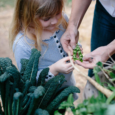 Kitchen Gardens: Peas