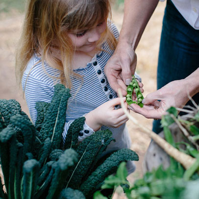 Kitchen Gardens: Peas