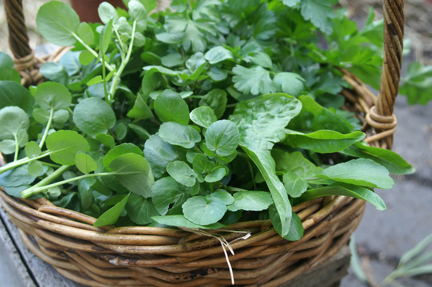 Watercress