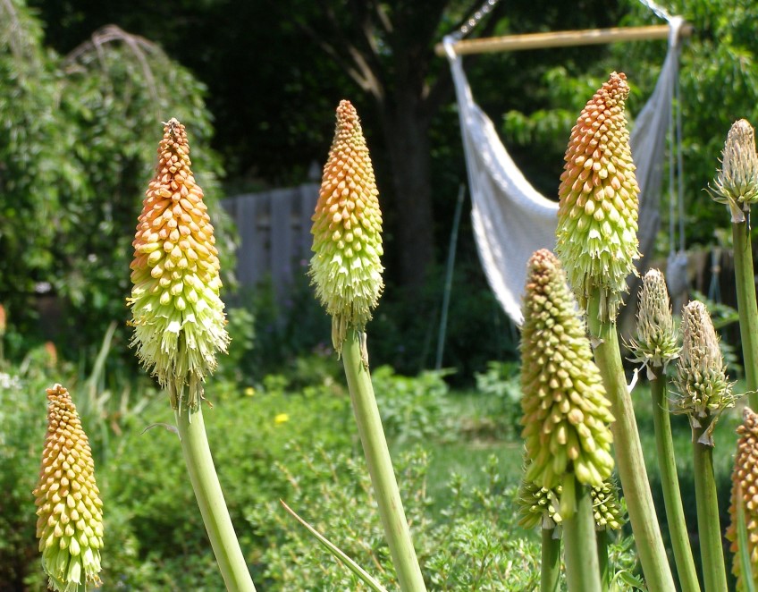 Red Hot Pokers, Torch Lily, Pokers