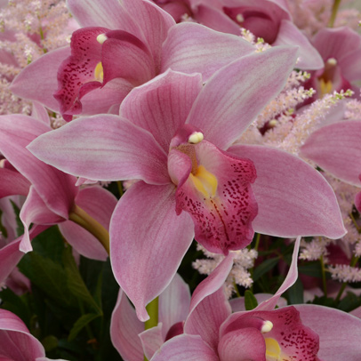 Know Your Orchids
