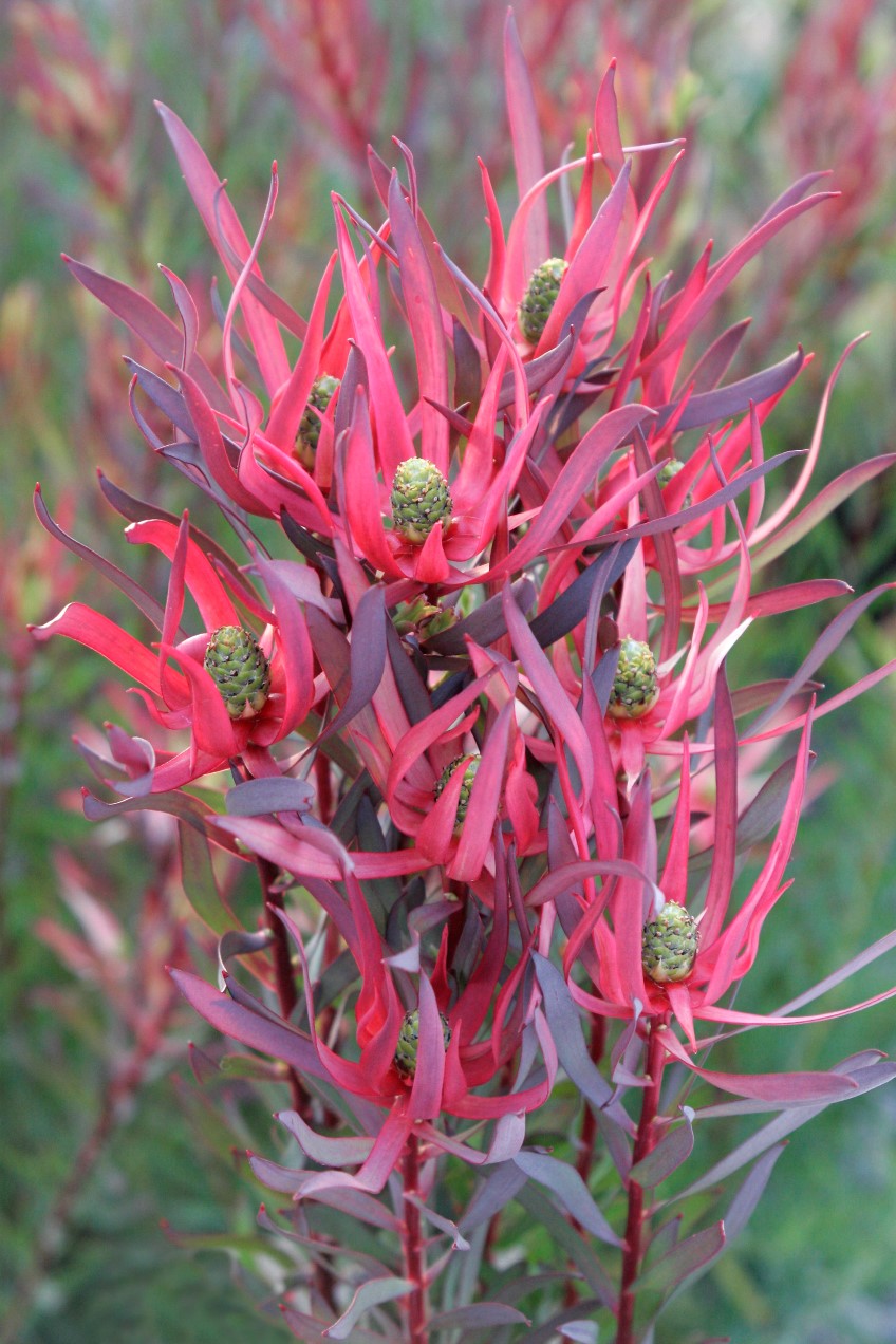 Leucadendron salignum