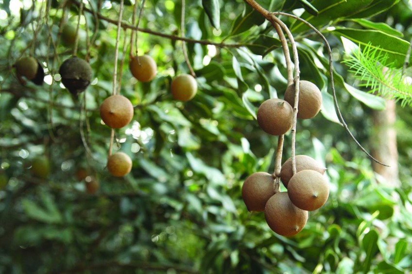 Macadamia integrifolia