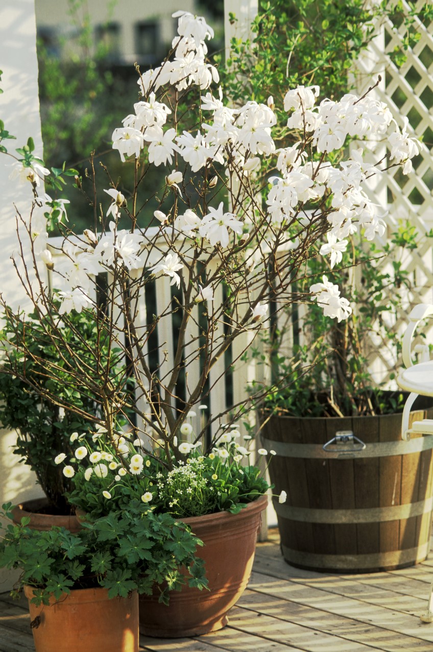 Potted: Star magnolia