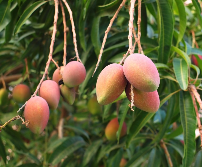 How to get my mango trees bear fruit quickly