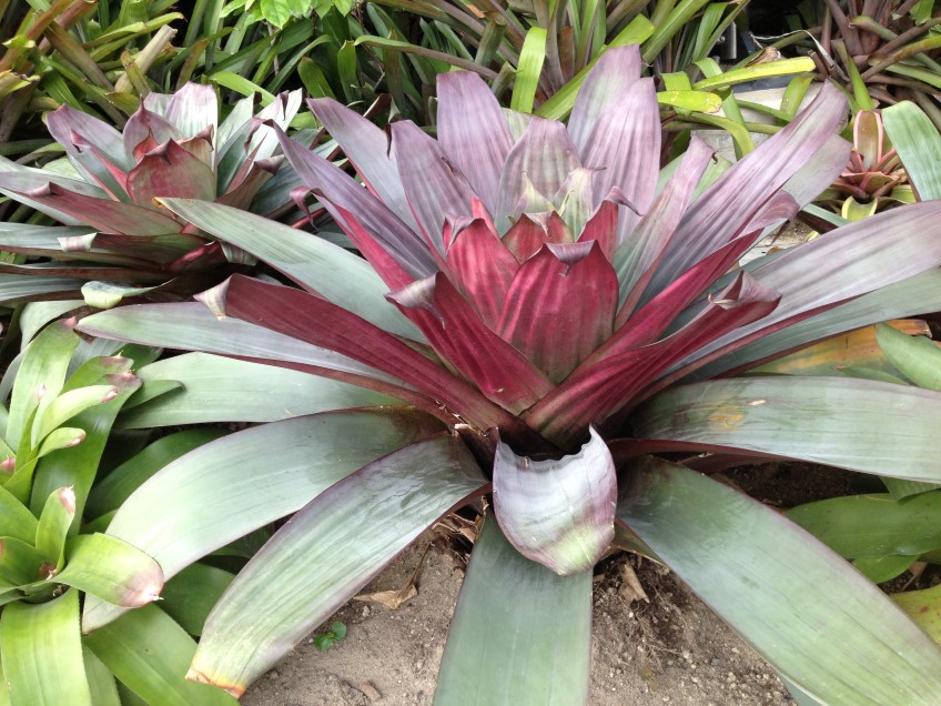 Giant Bromeliad, Alcantarea