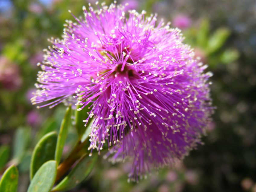 ​Showy Honey Myrtle